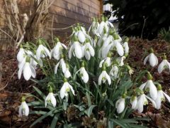 Schneeglöckchen Schneeglöckchen