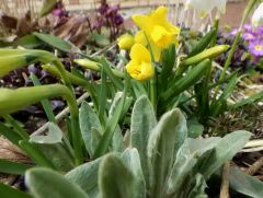 Zwerg - Narzissen Zwerg - Narzissen