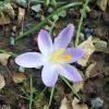 Krokus