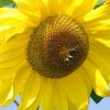 Sonnenblume mit Hummel