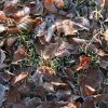 Laubteppich mit Raureif