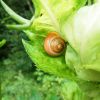 Schnecke
