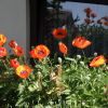 Mohn