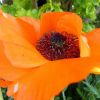 Mohn