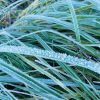 Gras mit Raureif