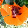 Mohn