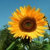 Sonnenblume