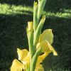 Gladiole
