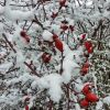 Hagebutten und  Schnee