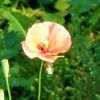 Mohn im September