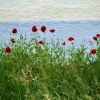 Mohn