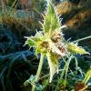 Distel mit Raureif