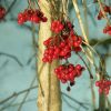 Beeren im Winter