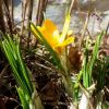 Krokus