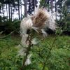 Distel