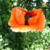 Mohn
