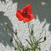 Mohn