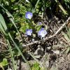 kleine Wildblume
