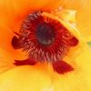 Mohn