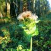 Distel im November