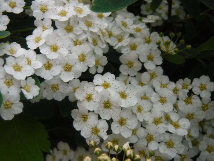 Kleine weiße Blüten