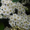 Kleine weiße Blüten
