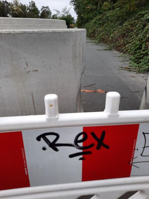 Rex.jpeg