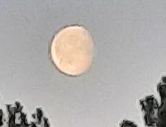 Mond Mond