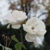 Weiße Rosen im Dezember