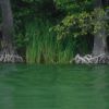 Uferbäume am See