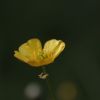 Eine kleine gelbe Blume
