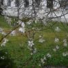 Pflaumenblüte