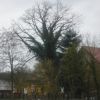 Grüner Baum - Efeu