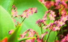 Fotopastell Fotopastell