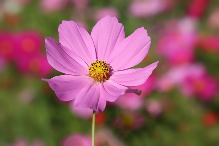 Cosmea