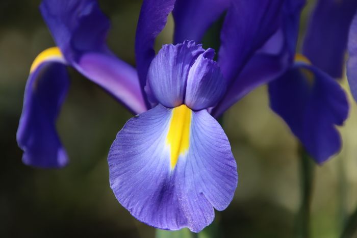 Iris