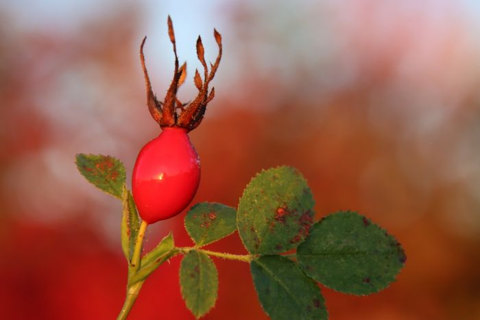 Hagebutte