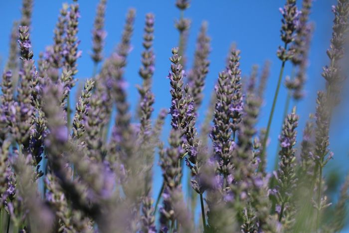 Lavendel
