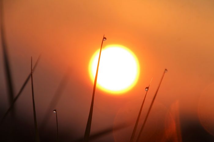 Morgentau und Sonne