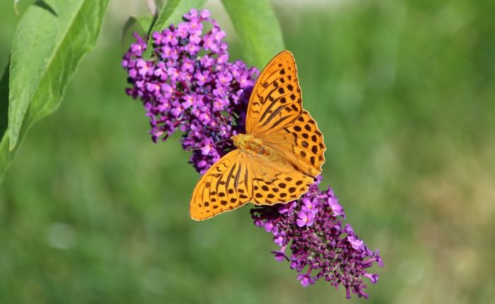 Kaisermantel, Schmetterling des Jahres 2022