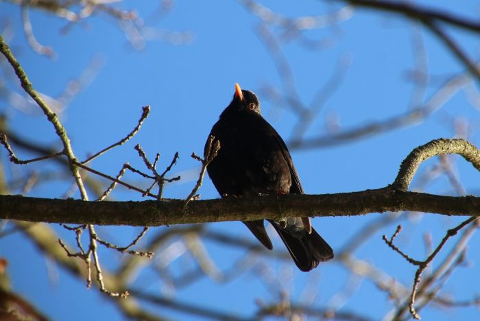 Amsel
