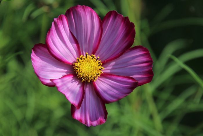 Cosmea