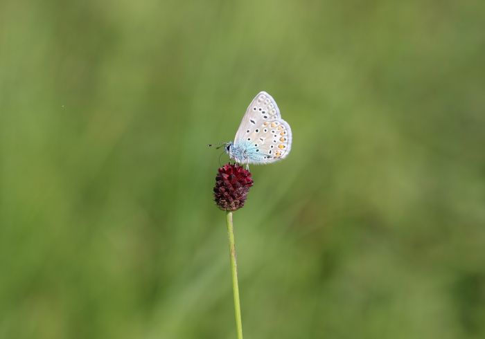 Schmetterling