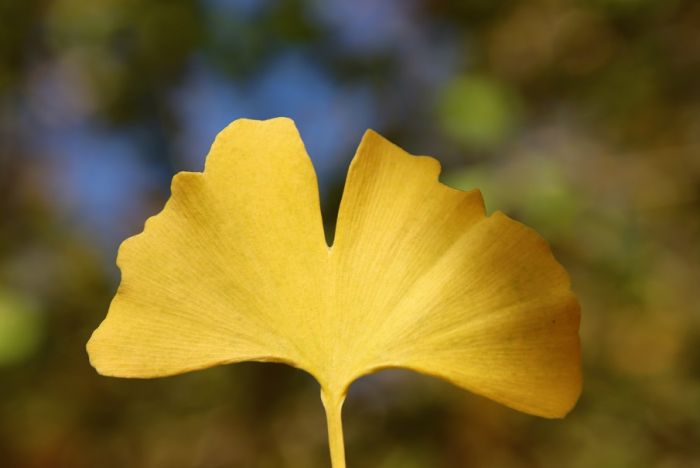 Ginkgo