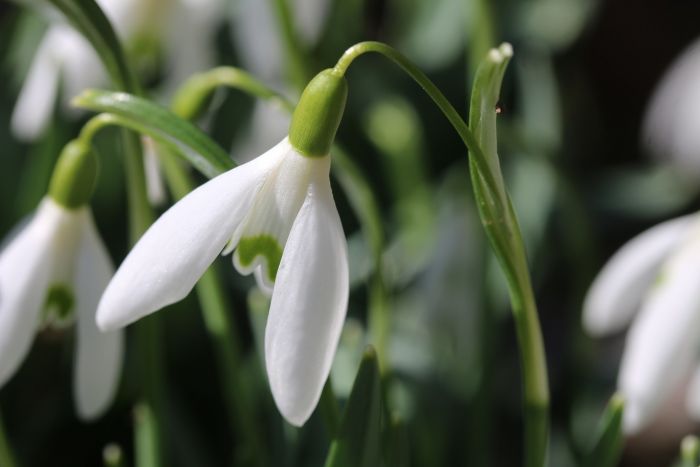 Schneeglöckchen
