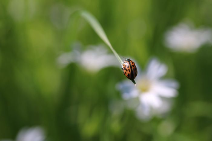 Marienkäfer