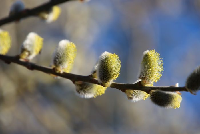 Weidenkätzchen