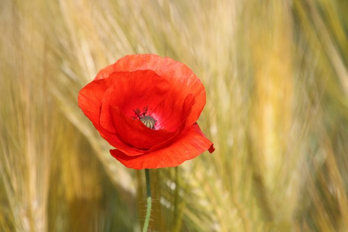 Mohn