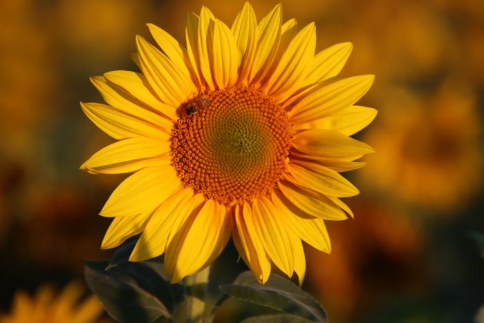 Sonnenblume und Biene