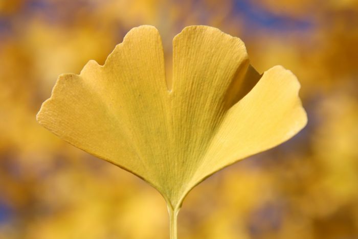 Ginkgo
